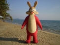 Rabbit